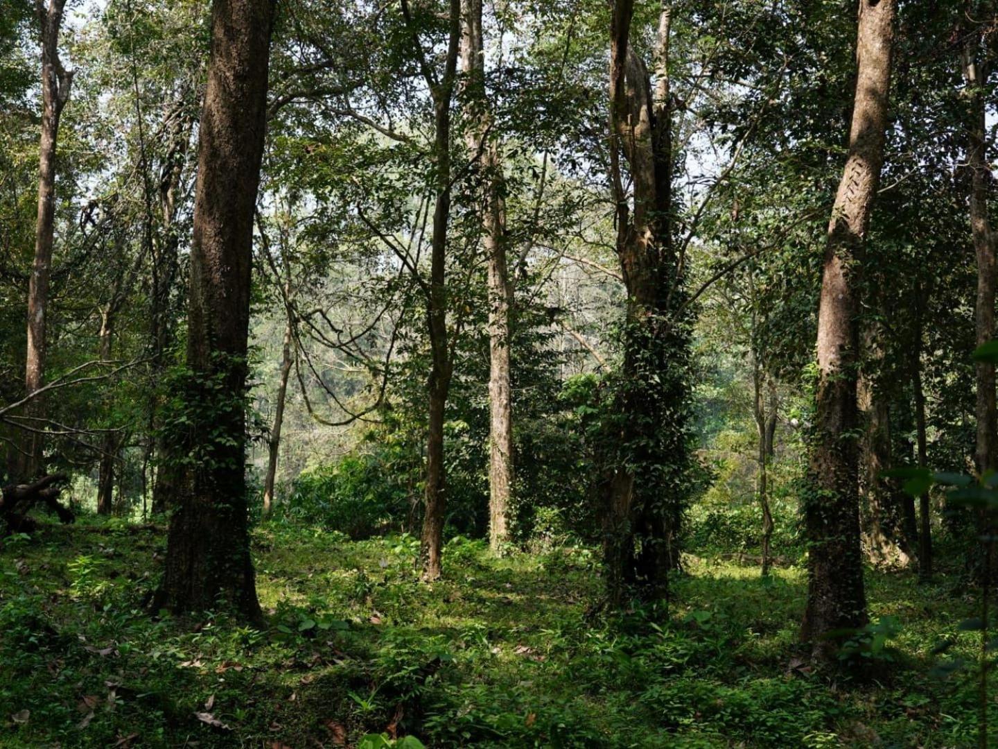 Sanjeevini Life Care Village - A Science Based Non - Invasive Holistic Wellness Destination Kochi Exteriör bild